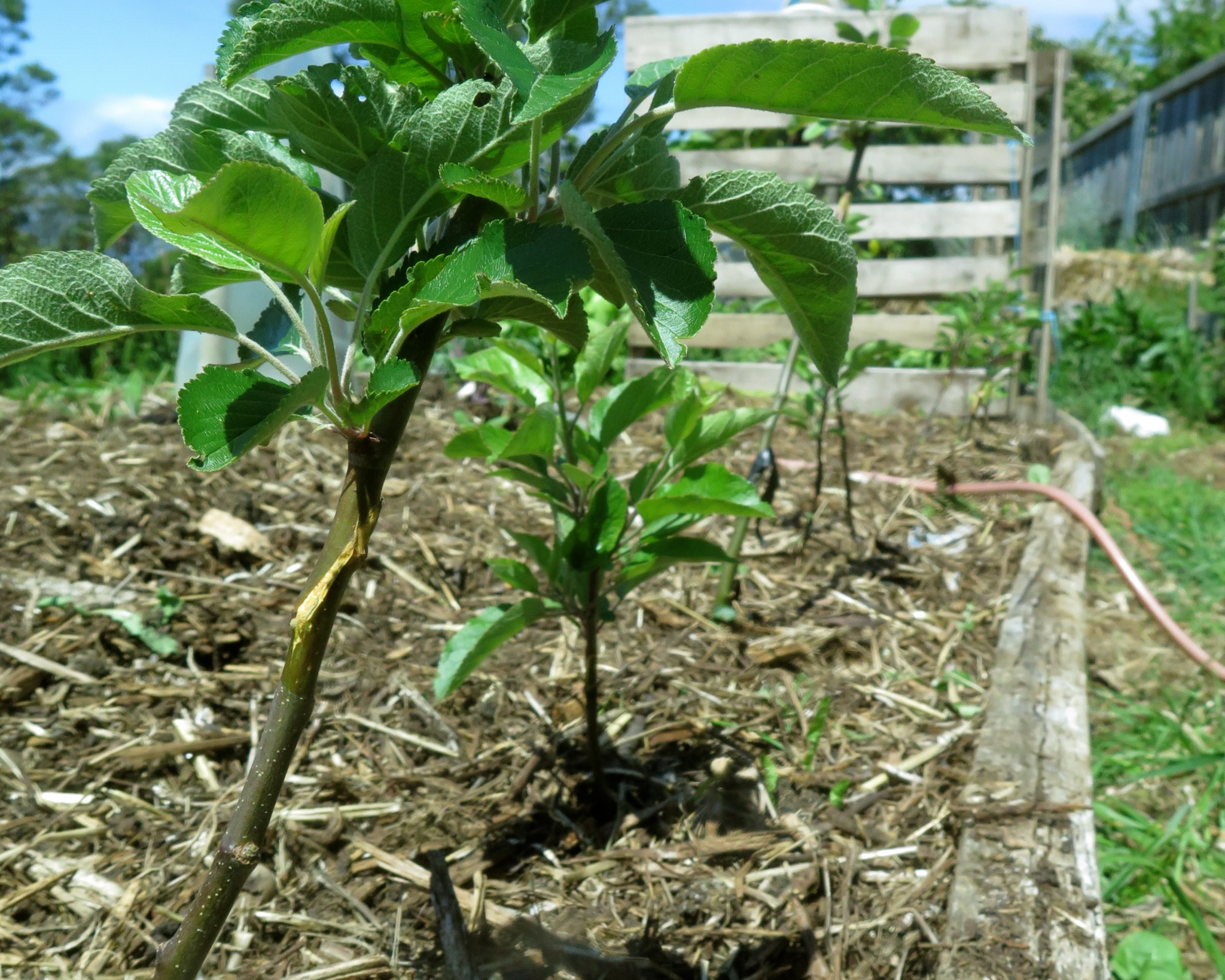 growing-your-own-apple-tree-rootstock-good-life-permaculture