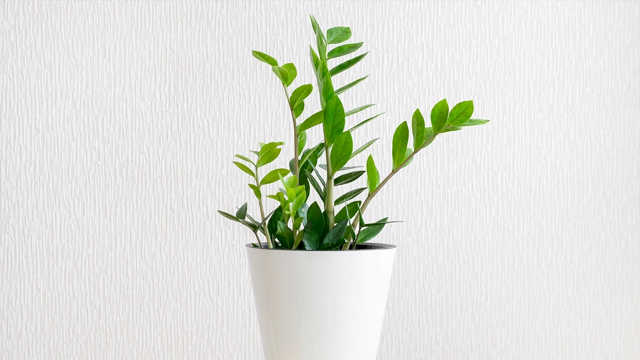 รูปภาพ Cover-ต้นไม้ศักดิ์สิทธิ์