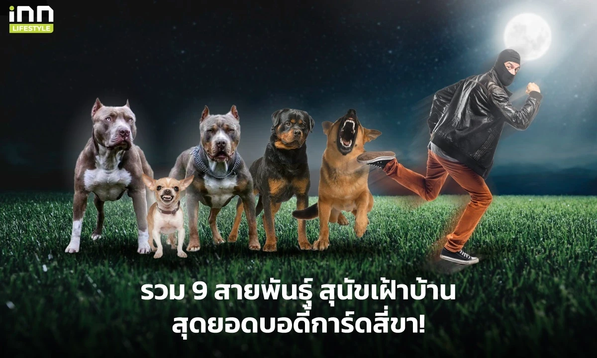 Cover Image-แก็งค์เฝ้าบ้าน 1 คืน