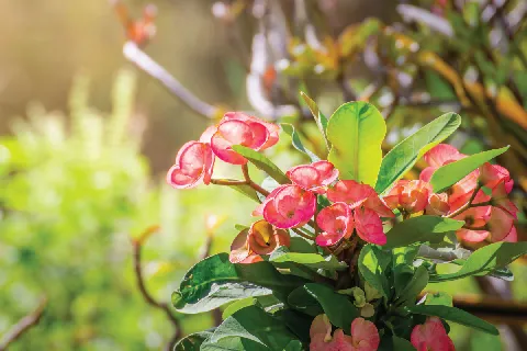 แกลลอรี่ของ ต้นไม้ศักดิ์สิทธิ์ รูปที่ 5