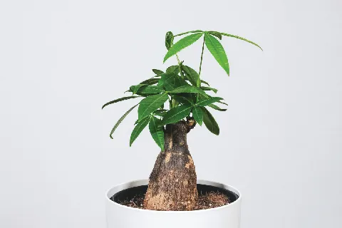 แกลลอรี่ของ ต้นไม้ศักดิ์สิทธิ์ รูปที่ 4