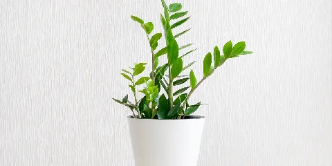 ต้นไม้ศักดิ์สิทธิ์