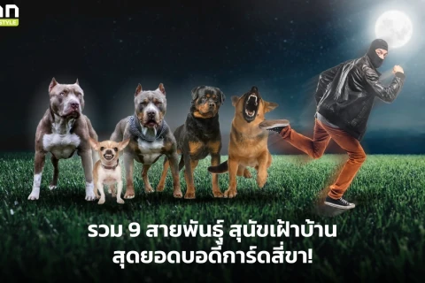 แก็งค์เฝ้าบ้าน 1 คืน