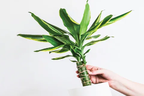 แกลลอรี่ของ ต้นไม้ศักดิ์สิทธิ์ รูปที่ 1