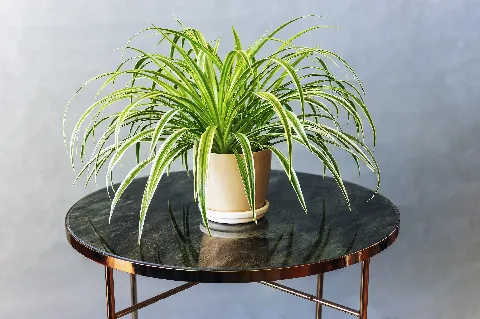 โซฟา 的画廊图 1