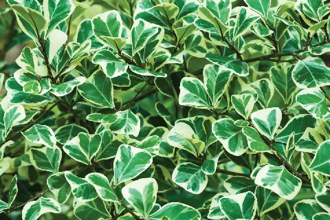 แกลลอรี่ของ ต้นไม้ศักดิ์สิทธิ์ รูปที่ 2