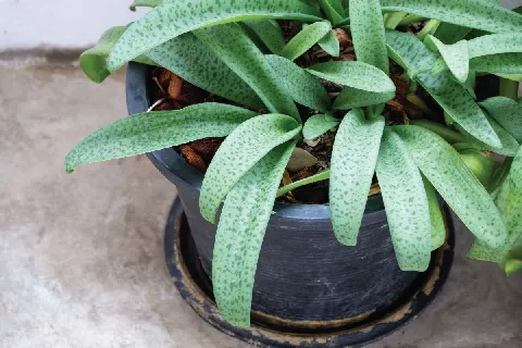 แกลลอรี่ของ ต้นไม้ศักดิ์สิทธิ์ รูปที่ 3