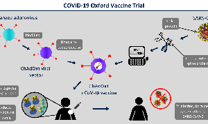 Phase II/III of COVID-19 Vaccine is About to Begin at Oxford COVID-19 Vaccine Centre