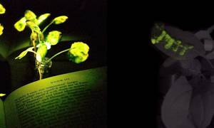 Now Plants Can Glow