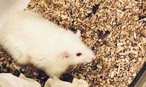 Bioengineered Miniature Human Livers Transplanted Into Rats, Successfully