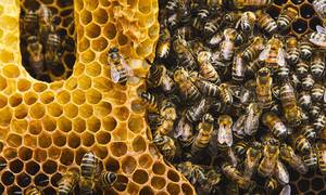 Do You Know Today, May 20, is World Bee Day?