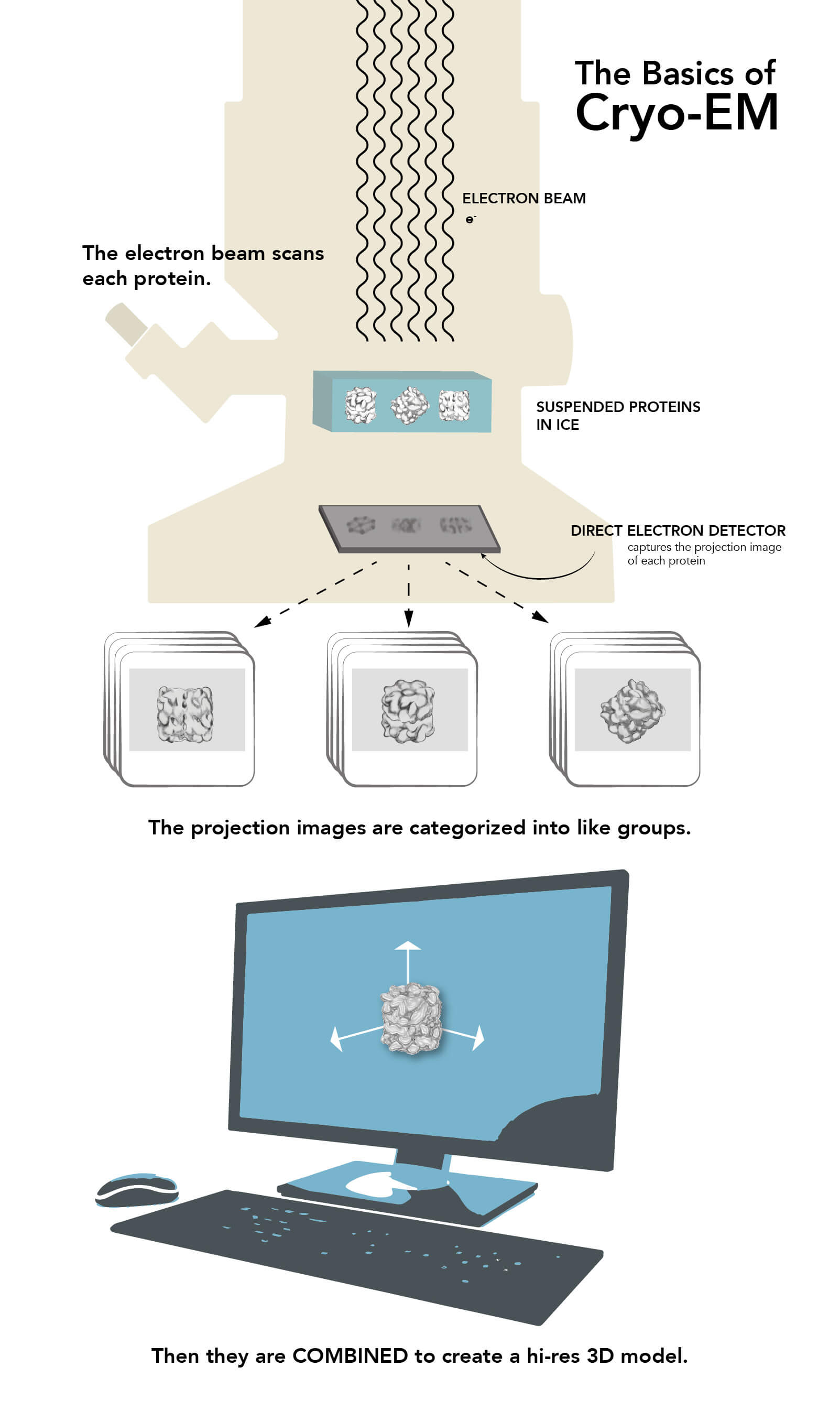 Image: This infographic explains the basics of cryo-EM.