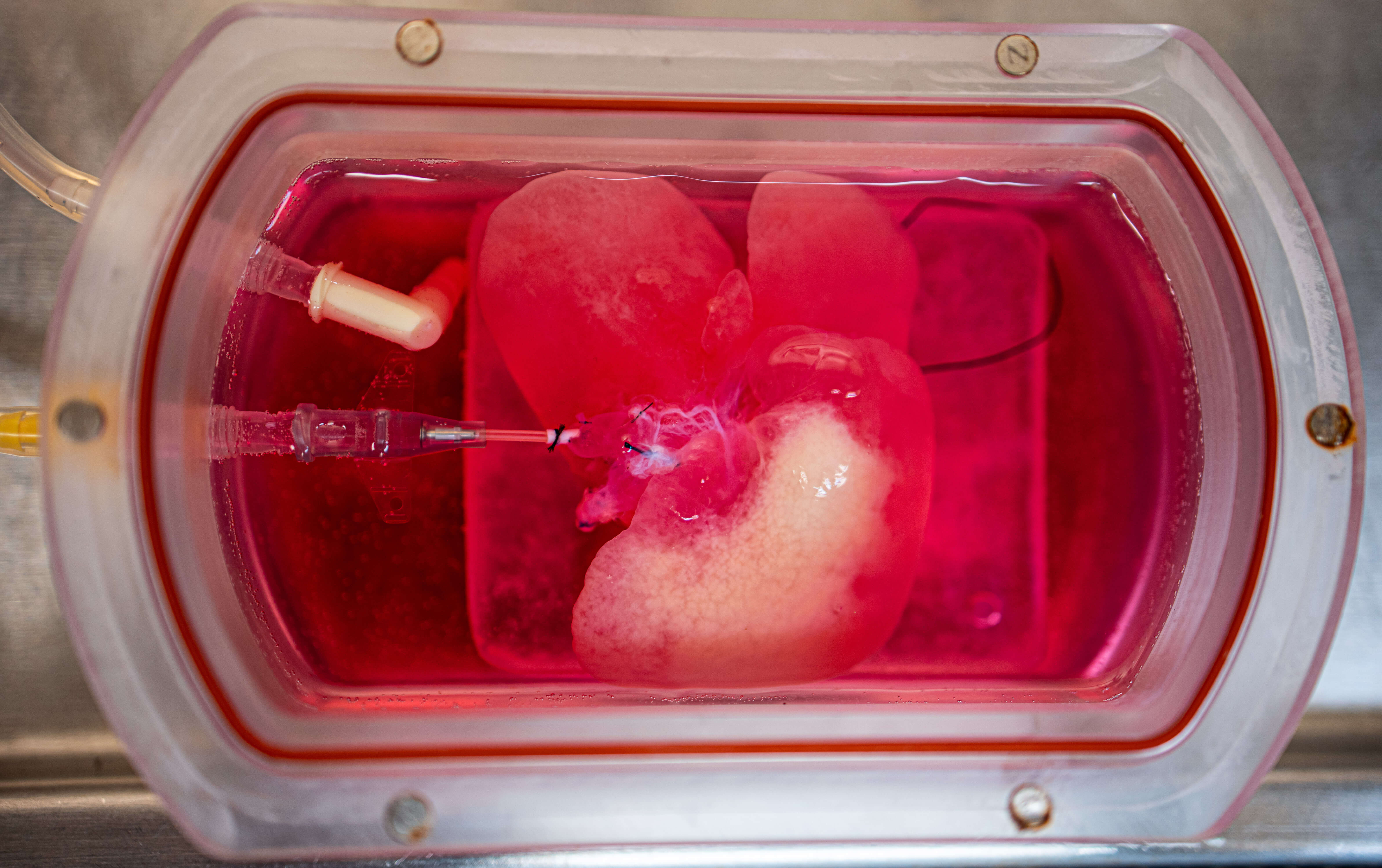 Image: A lab-grown mini liver originally derived from human skin cells in the team's bioreactor.