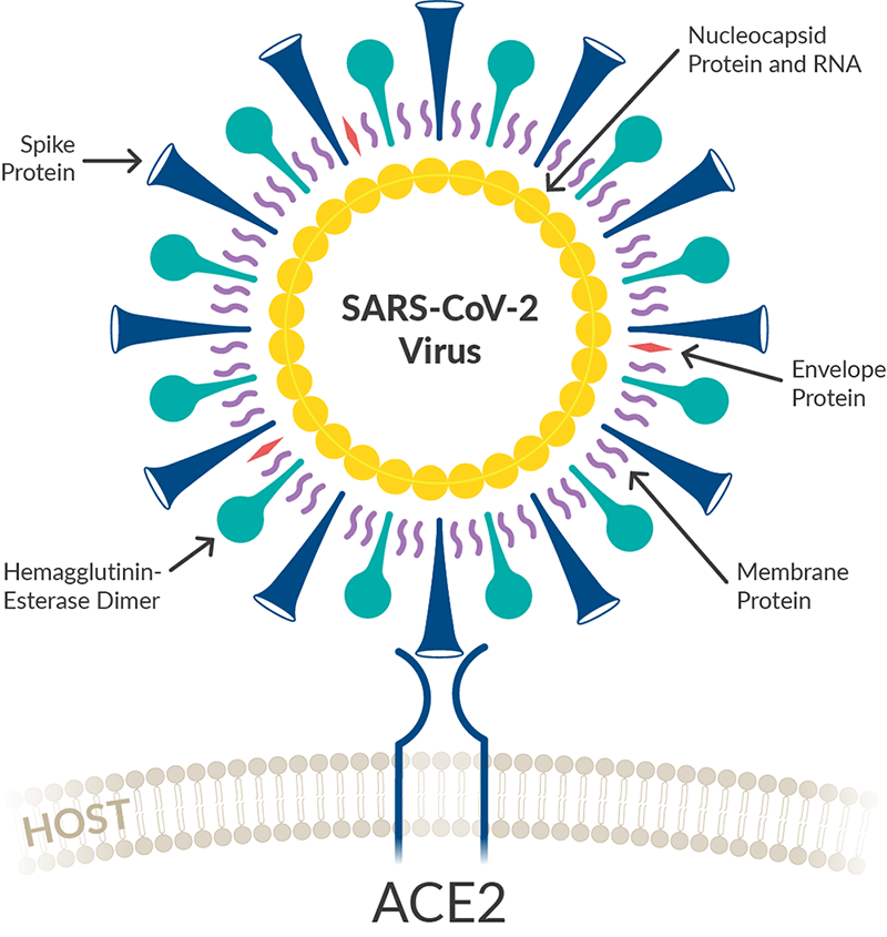 Coronavirus ACE2 Receptor