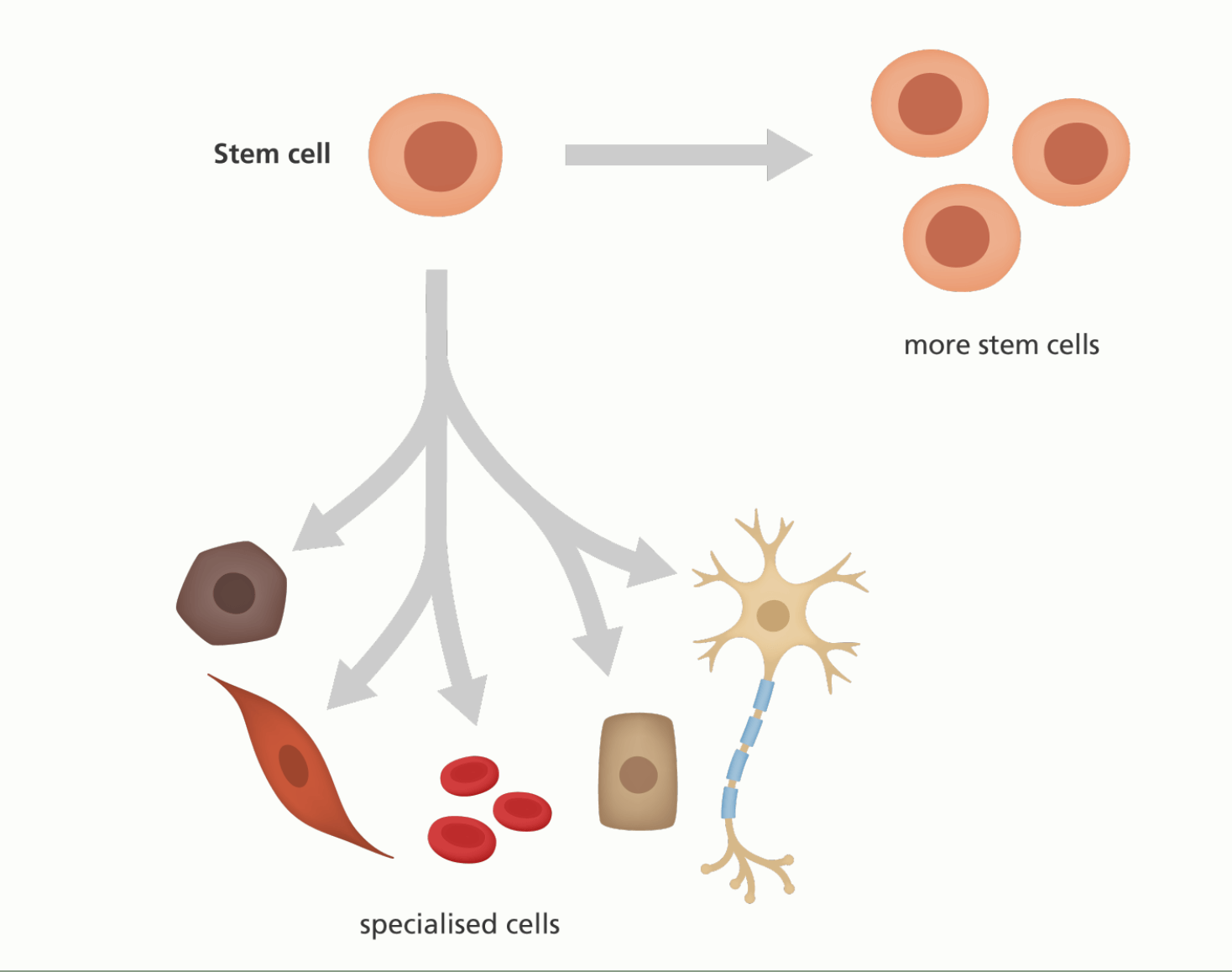 Image: An illustration showing a stem cell giving rise to more stem cells or specialised cells.