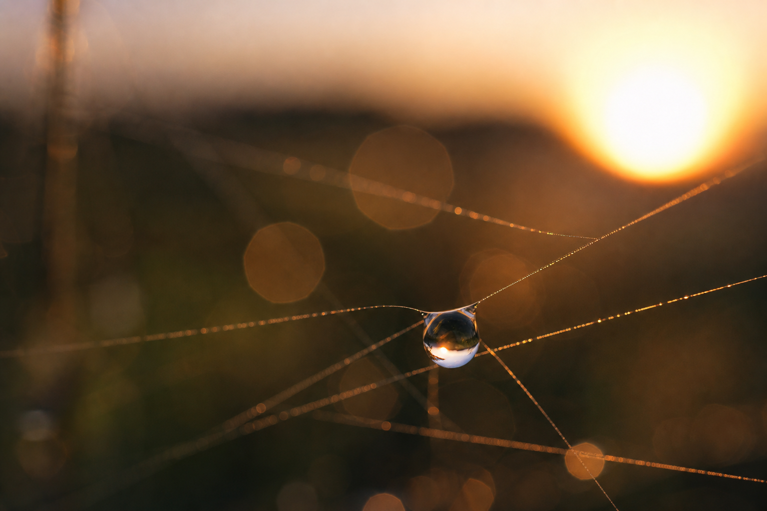 a single dewdrop on a spiderweb at dawn, macro photography, bokeh background, golden light