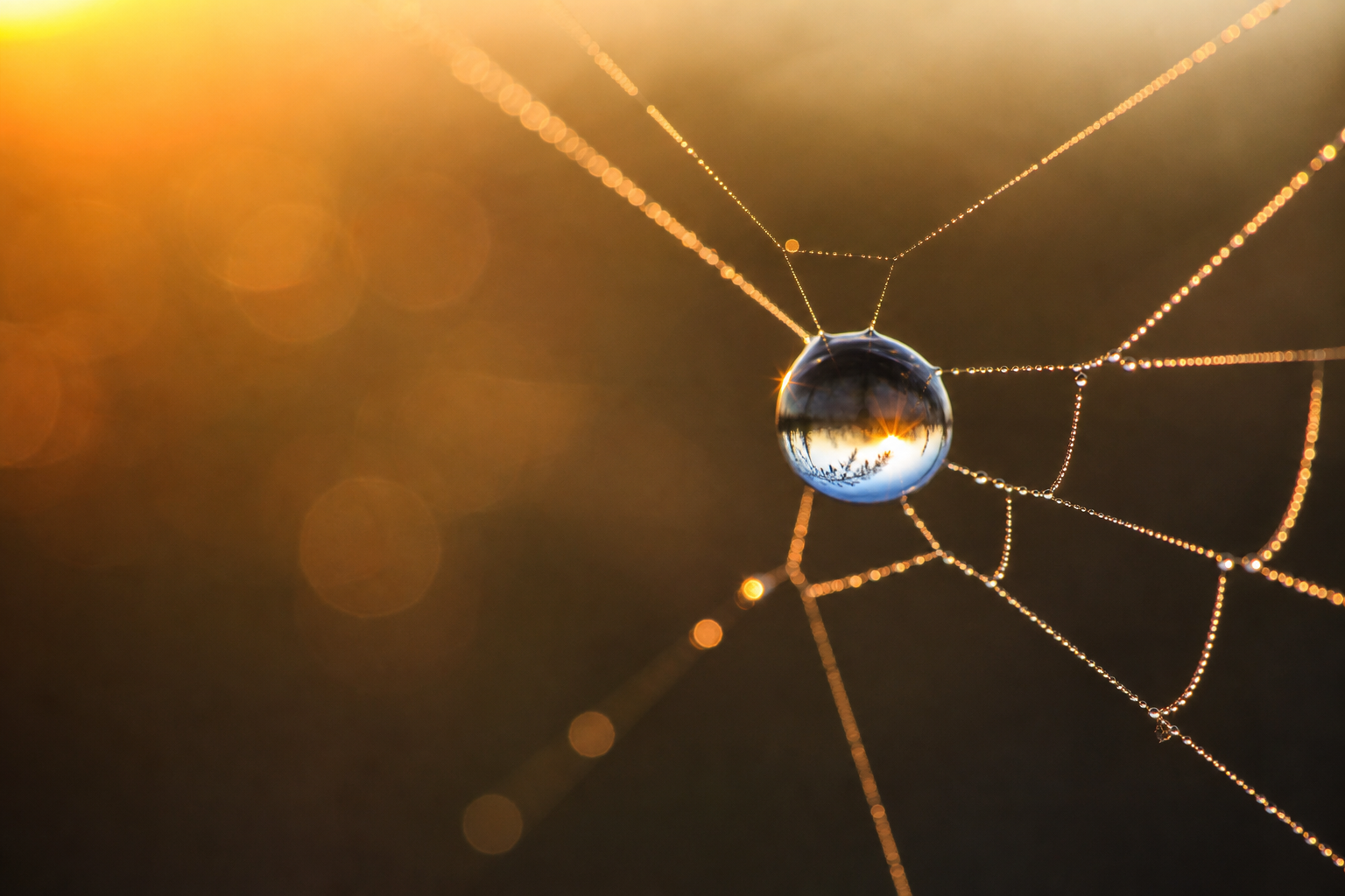 a single dewdrop on a spiderweb at dawn, macro photography, bokeh background, golden light