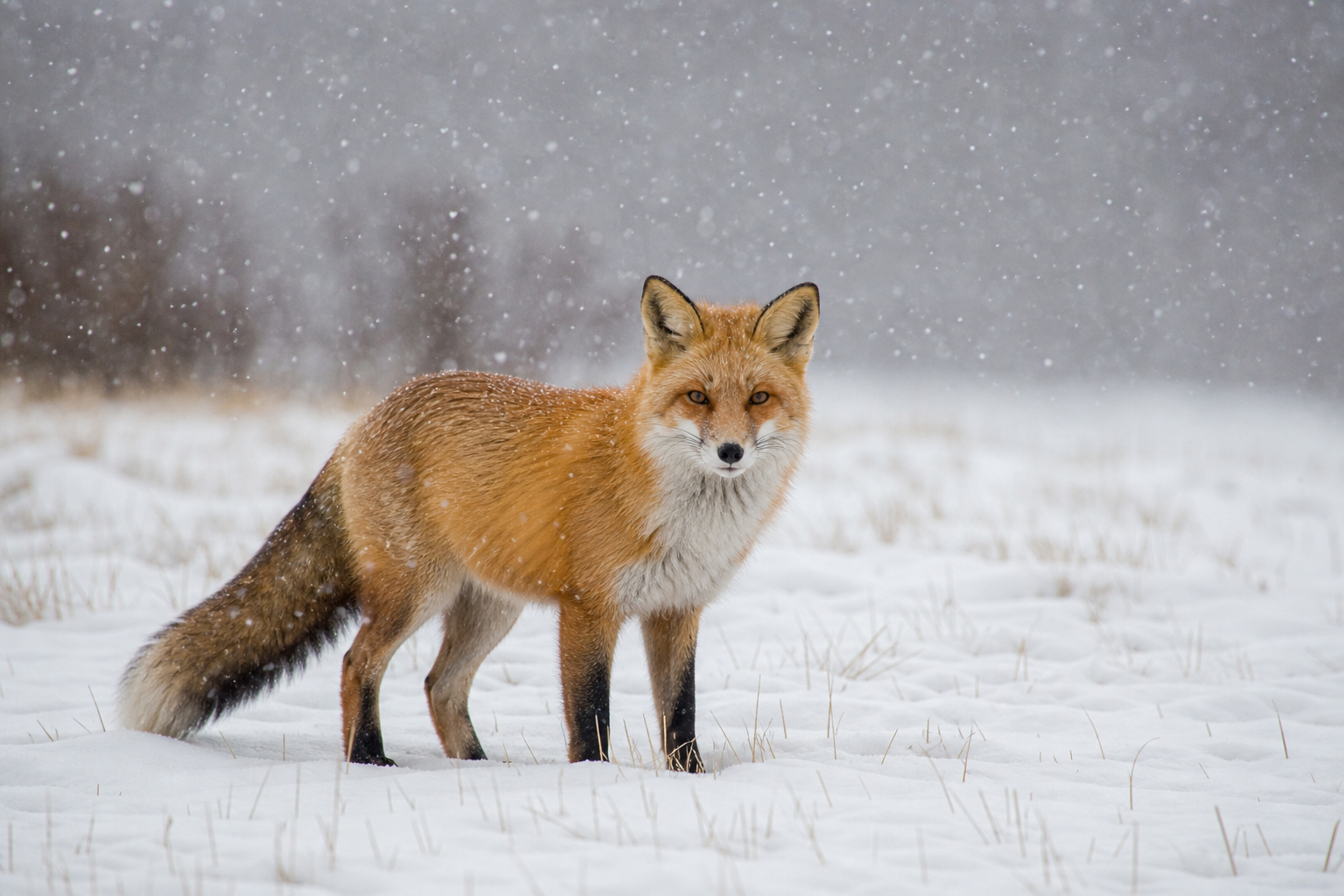 a fox standing in a snow-covered field, sharp focus, soft falling snow, national geographic style