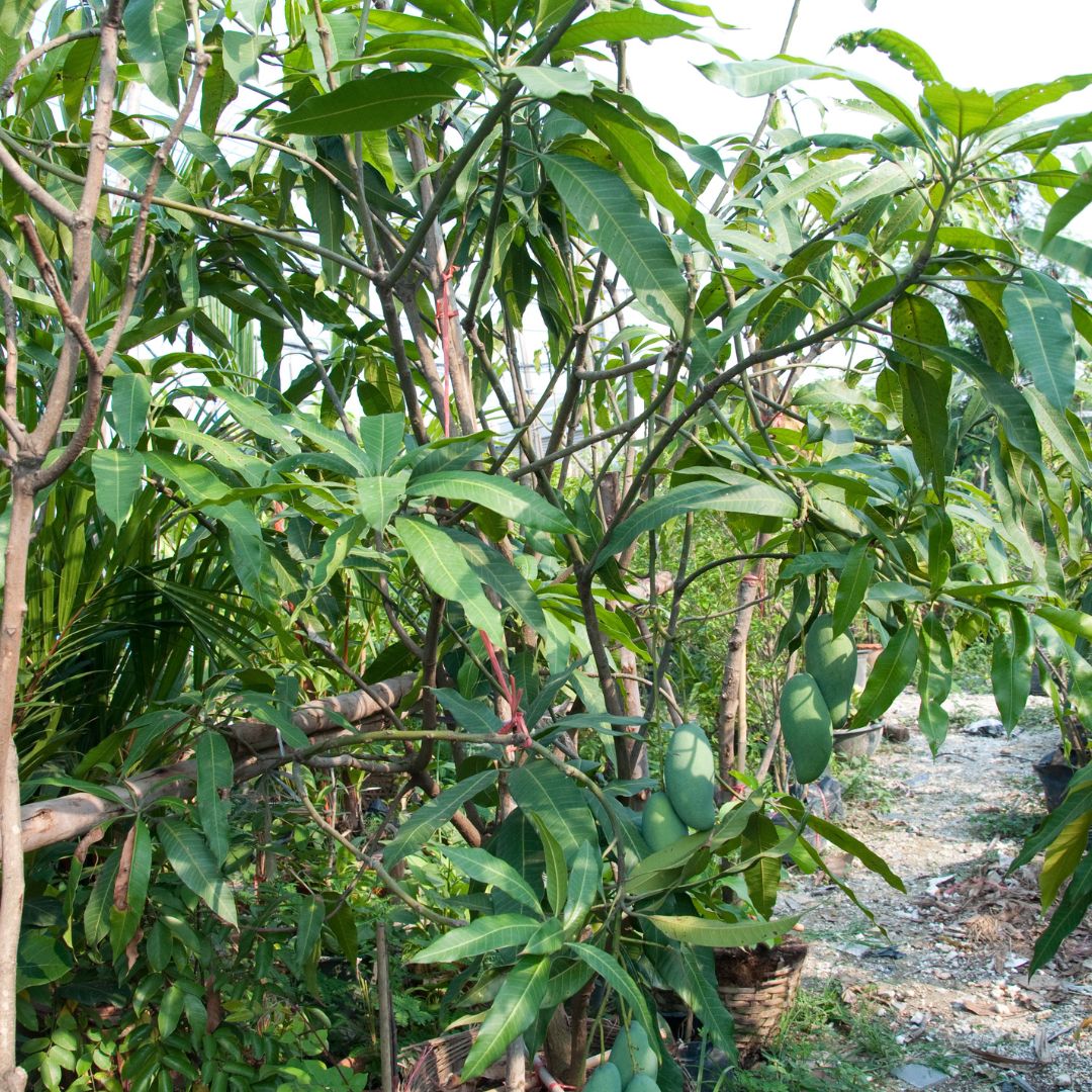Thời gian gia hạn quyền sử dụng đất trồng cây lâu năm tại Việt Nam