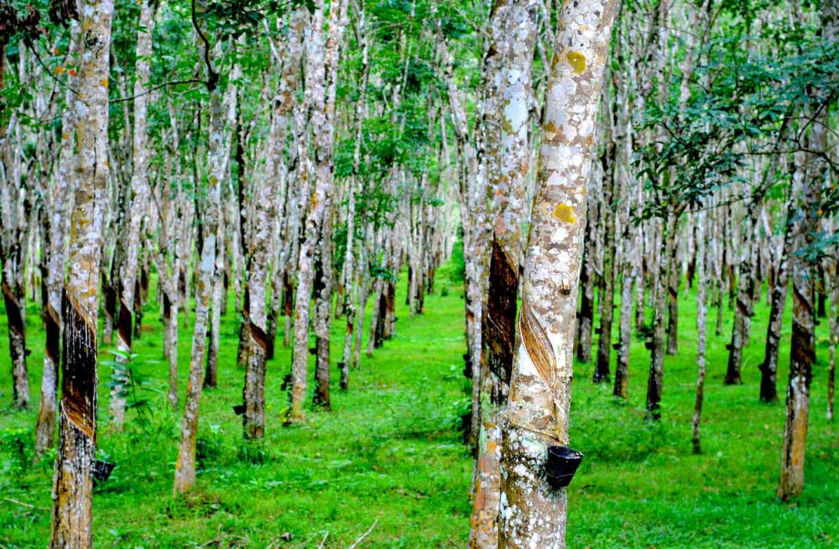 Phí chuyển đổi đất rừng sản xuất sang đất trồng cây lâu năm