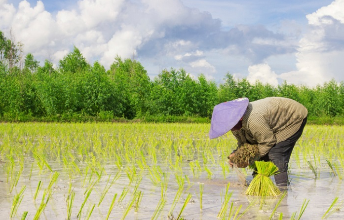 Quy định về đất trồng lúa nước là loại đất gì