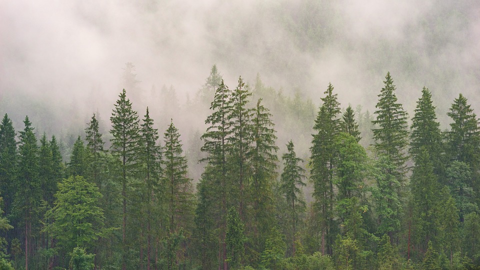 Trình tự, thủ tục mua bán đất rừng sản xuất năm 2023