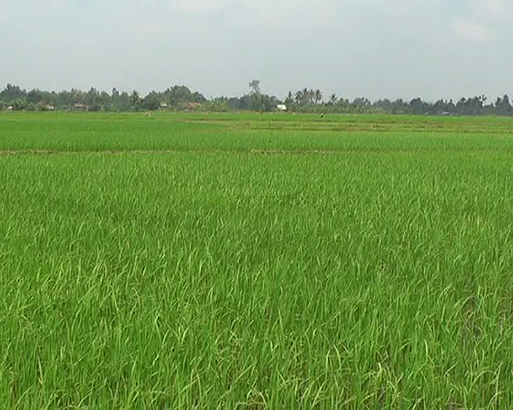 Phí chuyển nhượng đất trồng lúa năm 2023 là bao nhiêu?