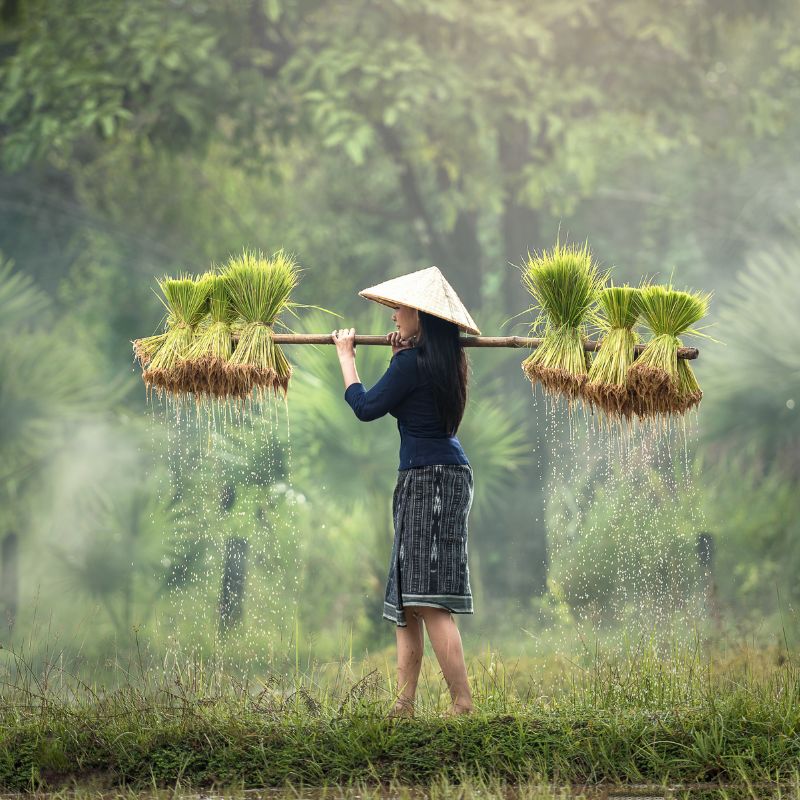 Các nguyên tắc sử dụng đất đai tại Việt Nam