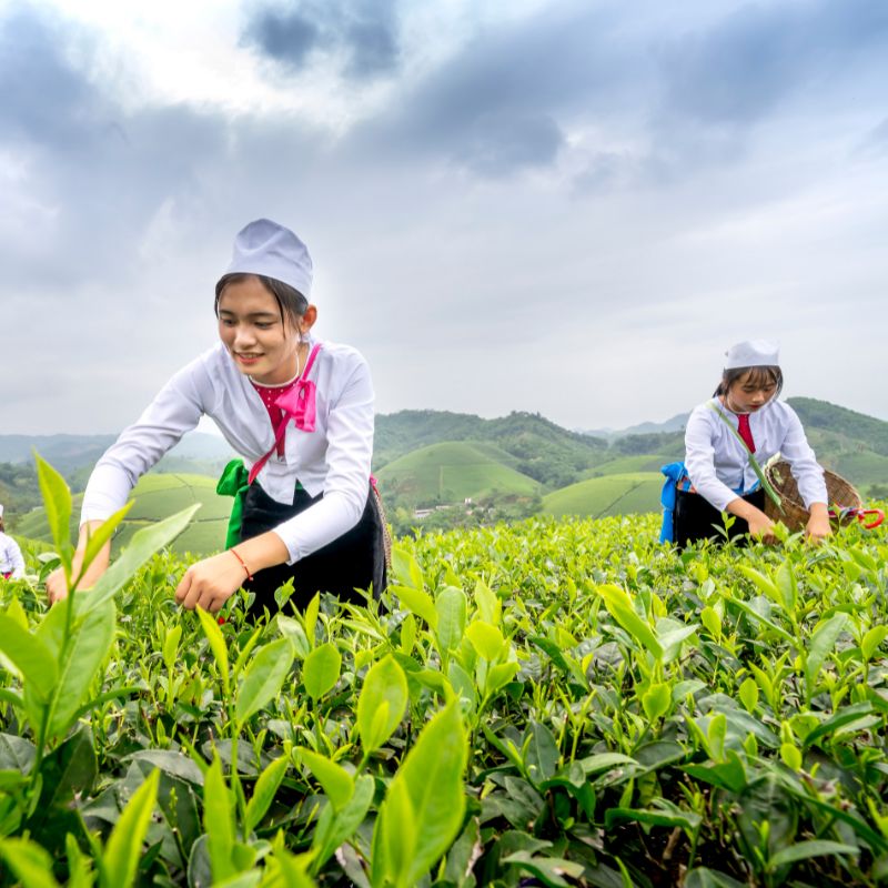 Nguyên tắc sử dụng đất nông nghiệp tại Việt Nam