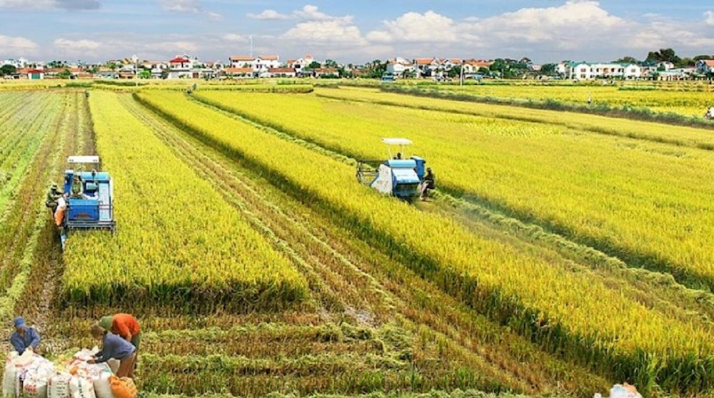 Phí chuyển đổi đất trồng lúa sang đất ở