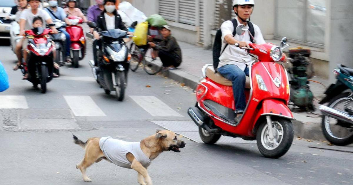 Thả chó ra đường gây tai nạn sẽ bị xử phạt như thế nào?