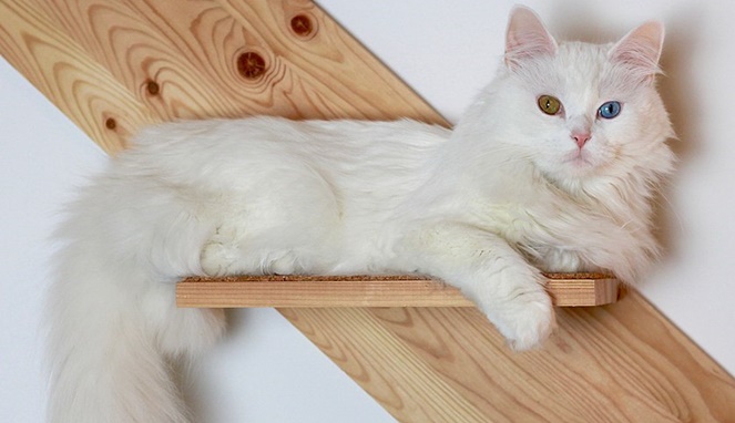 Kucing anggora mata biru dan emas. Sumber gambar Wikimedia Commons Franzioseph