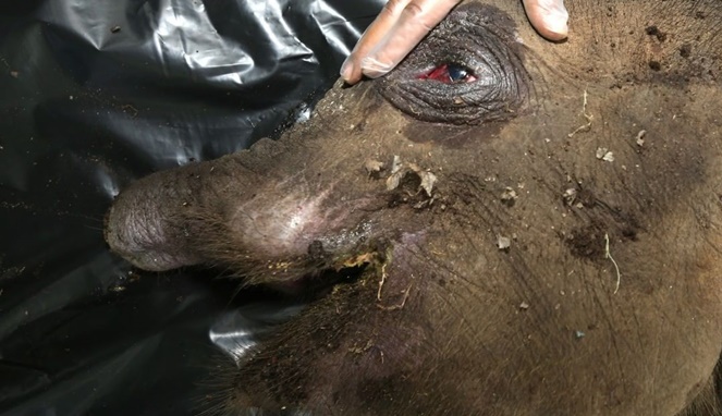 Anak gajah yang belalainya hampur putus mati setelah mendapatkan perawatan medis. [Sumber Gambar]