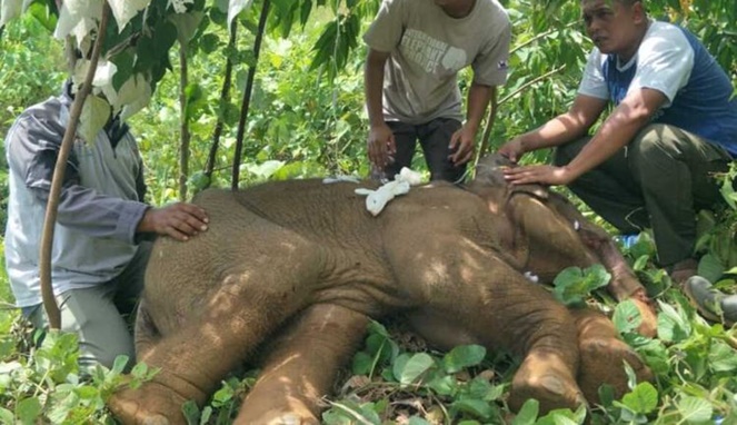 Anak gajah yang belalainya terjerat selama beberapa hari. [Sumber Gambar]