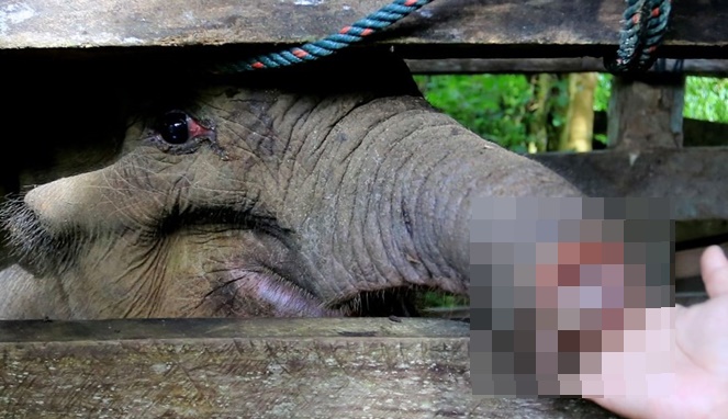Anak gajah yang belalainya terluka parah sedang dirawat. [Sumber Gambar]