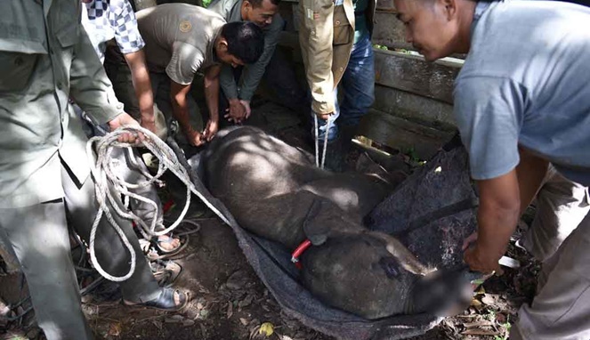 Penyelamatan anak gajah yang belalainya terkena jerat pemburu di hutan. [Sumber Gambar]