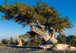 Pinus bristlecone atau The Great Basin Bristlecone Pine adalah salah satu pohon tertua di dunia. [Sumber Gambar]