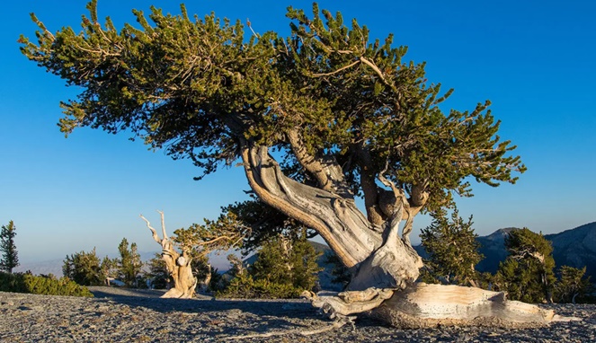 Pinus bristlecone atau The Great Basin Bristlecone Pine adalah salah satu pohon tertua di dunia. [Sumber Gambar]