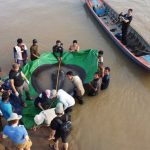 Ikan air tawar terbesar ditemukan di Sungai Mekong, Kamboja. [Sumber Gambar]