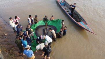 Ikan air tawar terbesar ditemukan di Sungai Mekong, Kamboja. [Sumber Gambar]