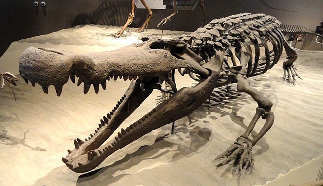 Ilustrasi kerangka buaya raksasa deinosuchus. [Sumber Gambar]