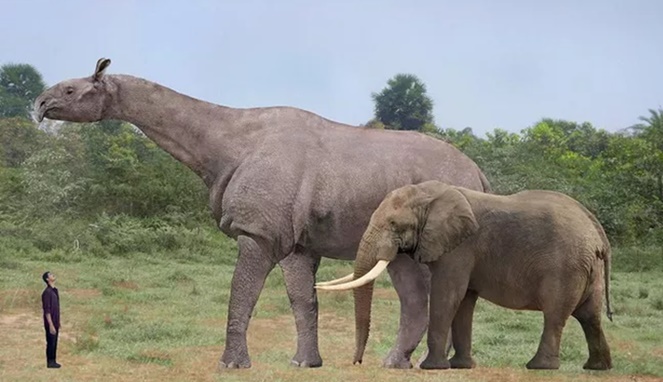 Perbandingan paraceratherium dengan gajah. [Sumber Gambar]