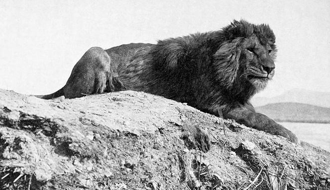 Singa atlas atau barbary lion. [Sumber Gambar]