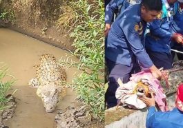 Buaya muara masuk kolam warga