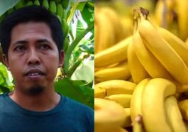 Jamaludin budidayakan pisang cavendish