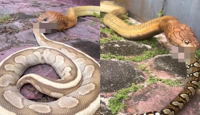 King Cobra Memangsa Piton