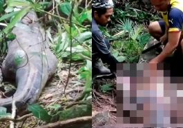 Ular Piton Menelan Warga Sulawesi Selatan