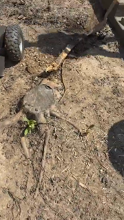 video by Greg H.