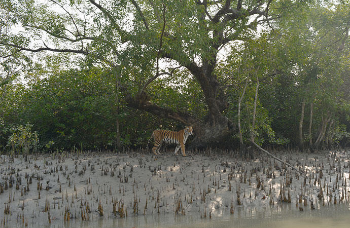 Global Tiger Day 2024: Events spark action and awareness among children and youth in Sundarbans