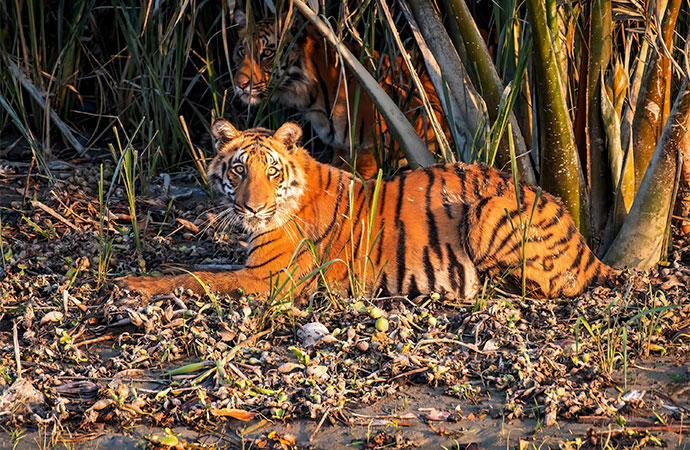 Sumaiya Feroze: USAID’s Tiger Champion from Bangladesh Safeguarding South Asia's Big Cat